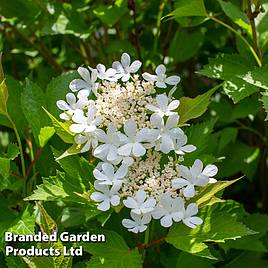 Viburnum trilobum Bailey Compact