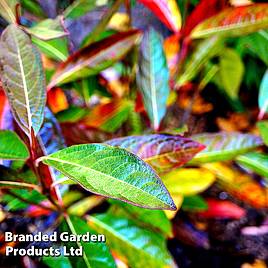 Viburnum nudum Brandywine