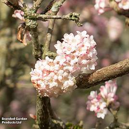 Viburnum x bodnantense Charles Lamont