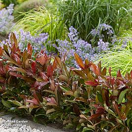 Viburnum odoratissimum Coppertop