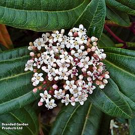 Viburnum davidii