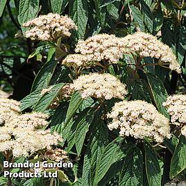 Viburnum rhytidophyllum Holland