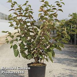 Viburnum plicatum Opening Day