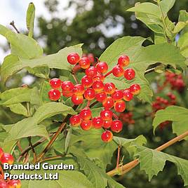 Viburnum opulus (Hedging)