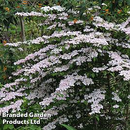 Viburnum plicatum f. tomentosum Pink Beauty