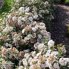 Viburnum tinus Spirit