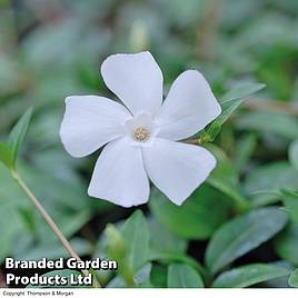 Vinca minor f. alba Gertrude Jekyll