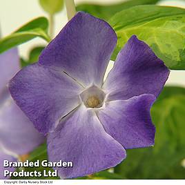 Vinca major Maculata