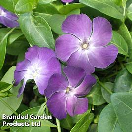 Vinca minor