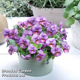 Viola cornuta Floral Power Plum Antique F1 - Seeds