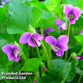 Viola sororia Rubra