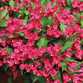 Weigela All Summer Red Slingco 1