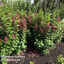 Weigela Big Love