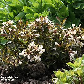 Weigela Black and White