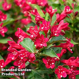 Weigela Cherry Red