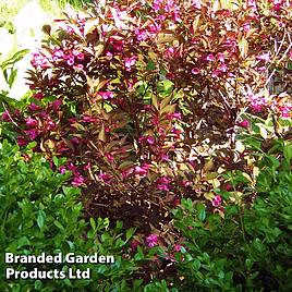 Weigela florida Minor Black