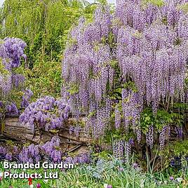 Wisteria floribunda Lavender Lace