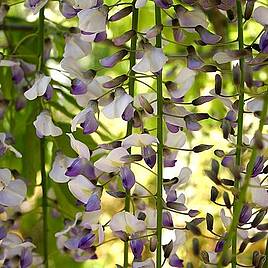 Wisteria Tiverton