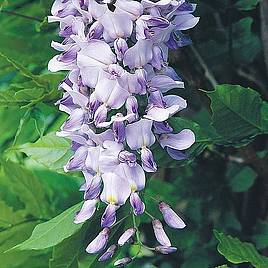 Wisteria Caroline