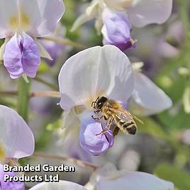 Wisteria floribunda Geisha