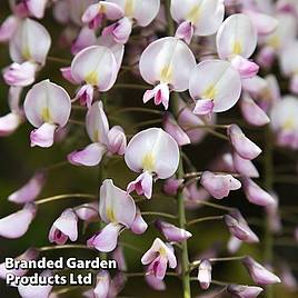 Wisteria floribunda Lipstick