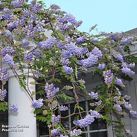 Wisteria frutescens Amethyst Falls