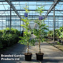 Wisteria floribunda Burford