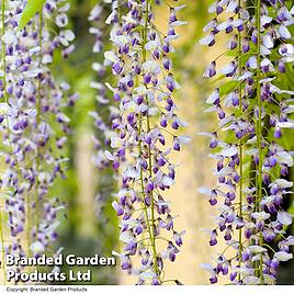 Wisteria floribunda Macrobotrys Group