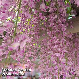 Wisteria sinensis Rosea