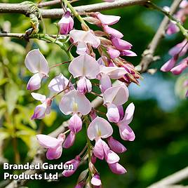 Wisteria brachybotrys Showa-beni