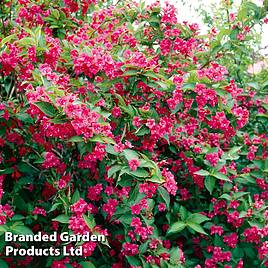 Weigela Bristol Ruby