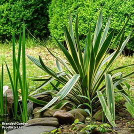 Yucca gloriosa Variegata