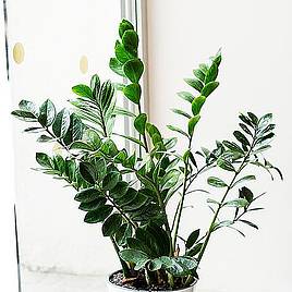 Zamioculcas Zamiifolia