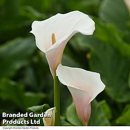 Arum Lily Pink Splash - Seeds