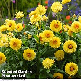 Xerochrysum Granvia® Gold