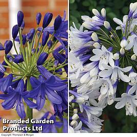 Agapanthus Duo Collection