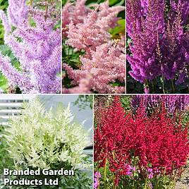 Nurserymans Choice Astilbe