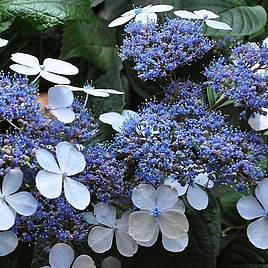 Hydrangea serrata Bluebird