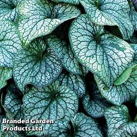 Brunnera Alexanders Great