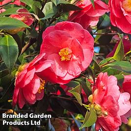 Camellia japonica Doctor King