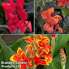 Canna x generalis Cannova Trio