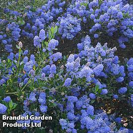 Ceanothus Italian Skies