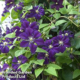 Clematis Étoile Violette