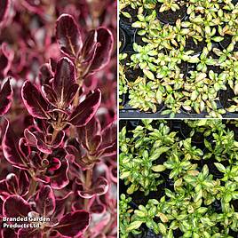 Coprosma Trio Collection