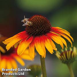 Echinacea Parrot