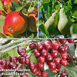 File:Myer & Son - A fruit-growers' catalogue of fruit trees for profit -  strawberries, raspberries and other small fruits, chestnut, walnut and  other nut trees (IA CAT31286774) (page 3 crop).jpg - Wikimedia