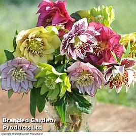 Hellebore Breeders Mix