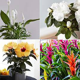 Nurserymans Choice Floral House Plant Mix