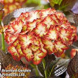 Hydrangea macrophylla Light My Fire