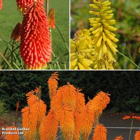 Red Hot Poker Popsicle Collection